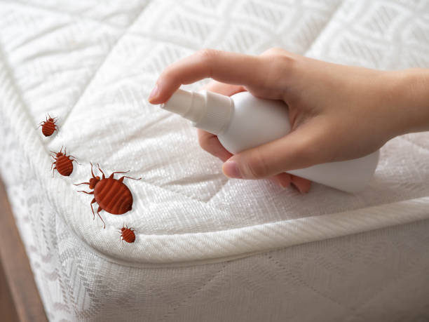 Best Mosquito Control Services  in Curtice, OH