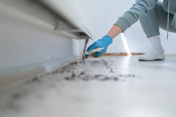 Best Wasp Removal Services  in Curtice, OH